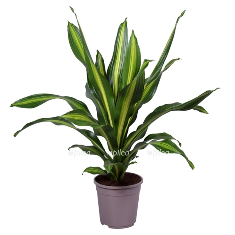 dracena fragrans berli
