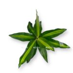 dracena fragrans cinto