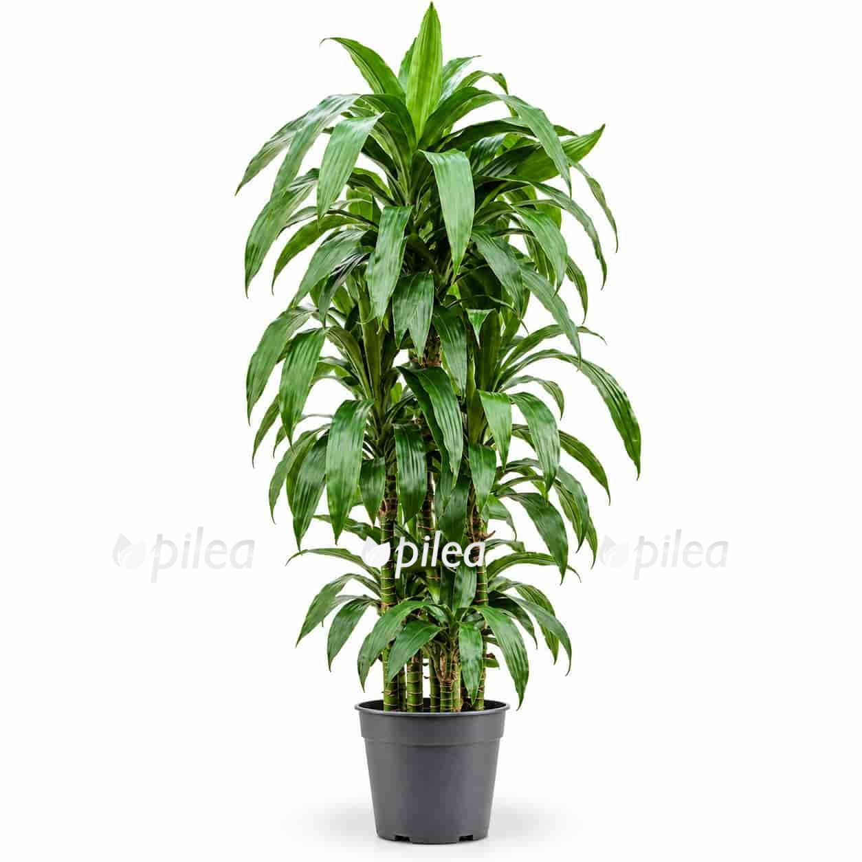 dracena fragrans dzhanet krejg karusel