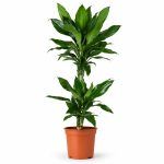dracena fragrans dzhanet lind 2 stvola