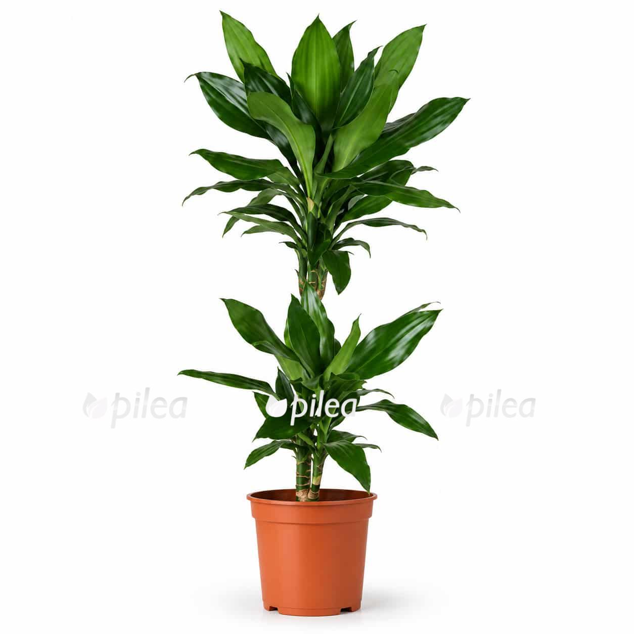 dracena fragrans dzhanet lind 2 stvola