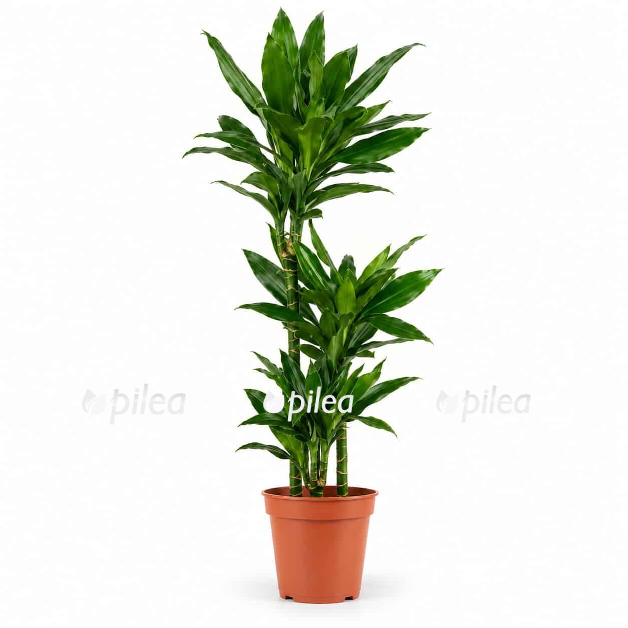 dracena-fragrans-dzhanet-lind-3-stvola dracena fragrans dzhanet lind 3 stvola