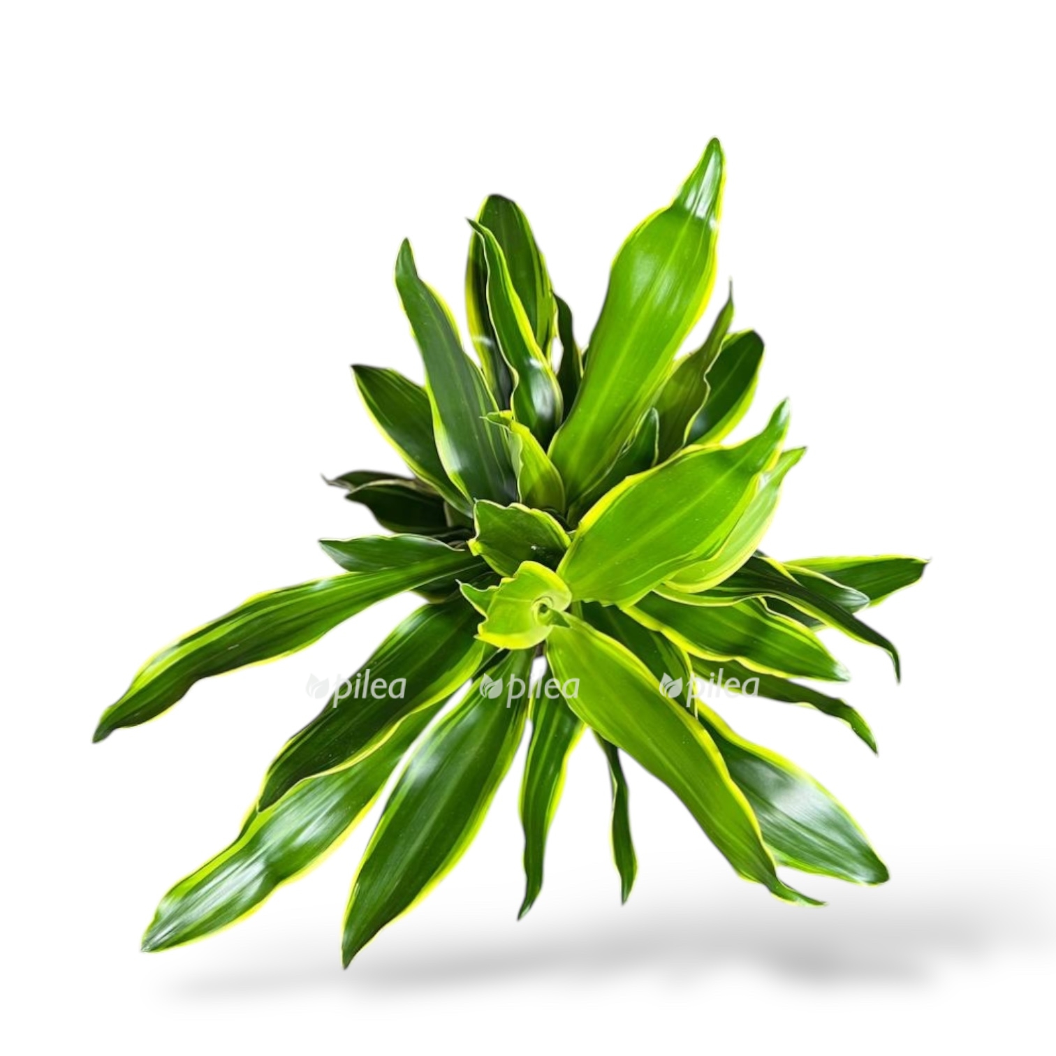 dracena fragrans golden kost