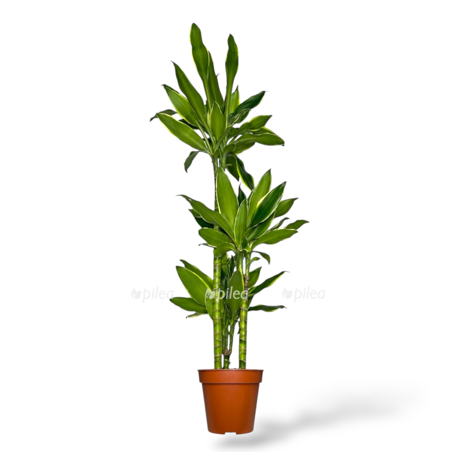 dracena fragrans golden kost