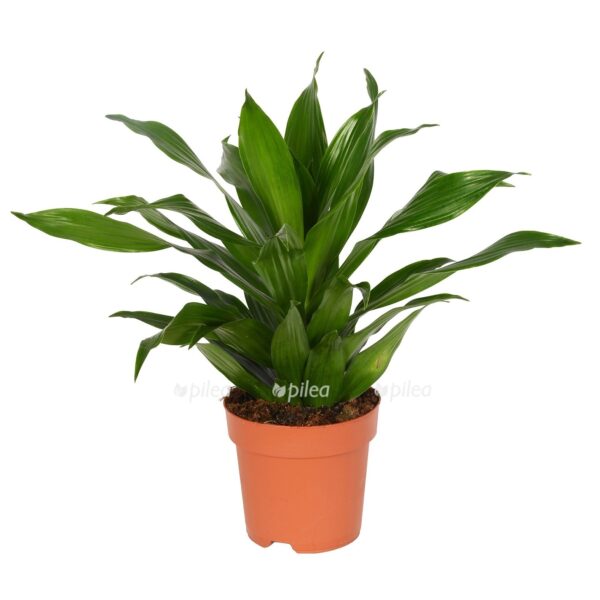 dracena fragrans kompakta 2 e1742613596332