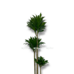 dracena fragrans kompakta 3 stvola 1 1 e1757005789228