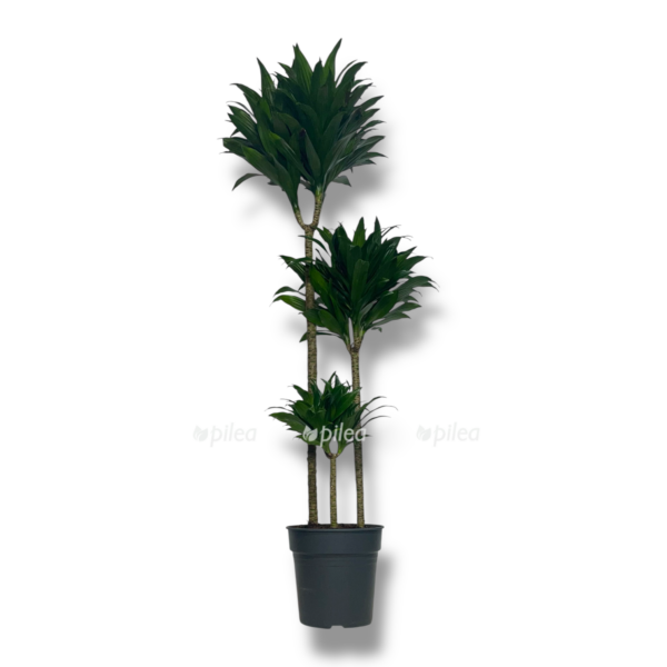 dracena fragrans kompakta 3 stvola e1757005797756