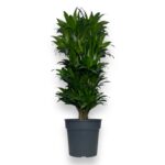 Драцена Фрагранс Компакта Бранч купить