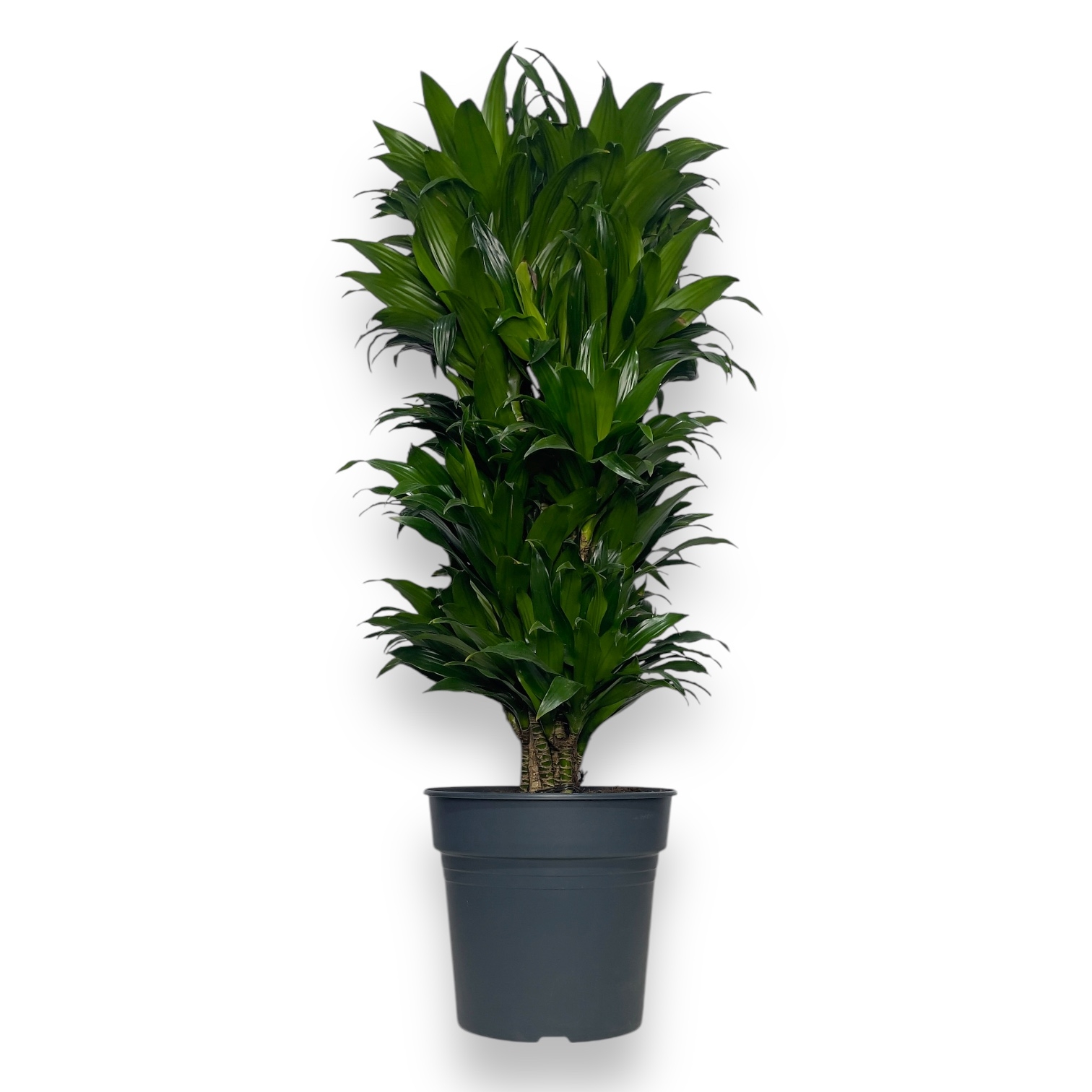 dracena fragrans kompakta branch