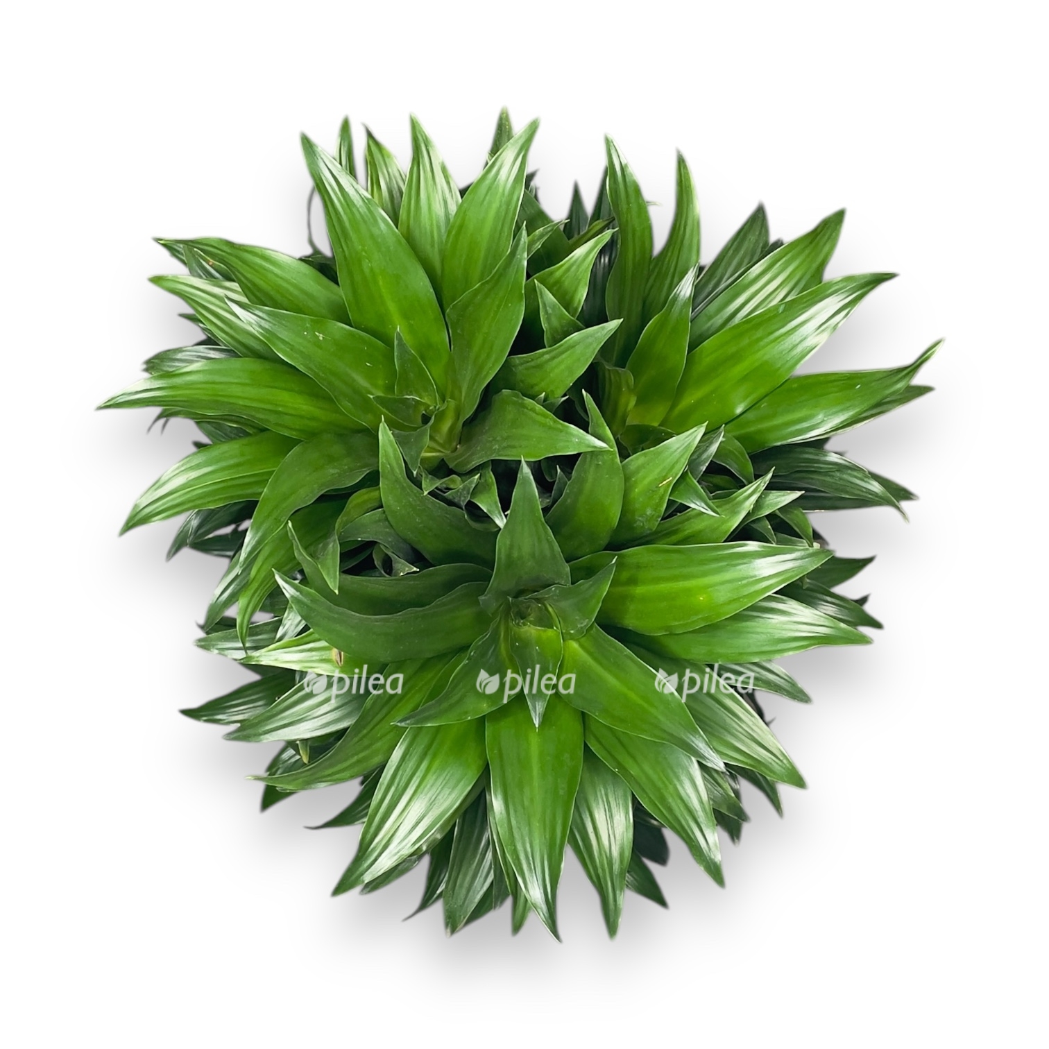 dracena fragrans kompakta branch 1 1