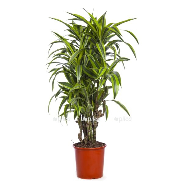 dracena fragrans lemon lajm branch e1725471551214
