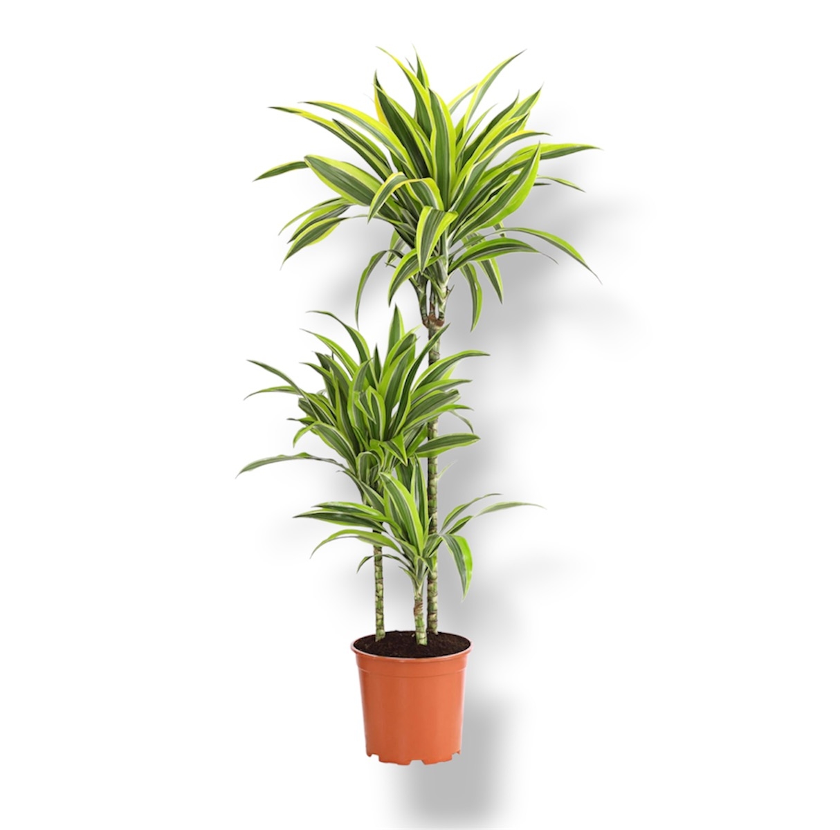 dracena fragrans lemon lajm
