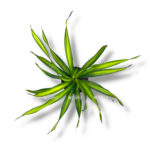 dracena fragrans riki