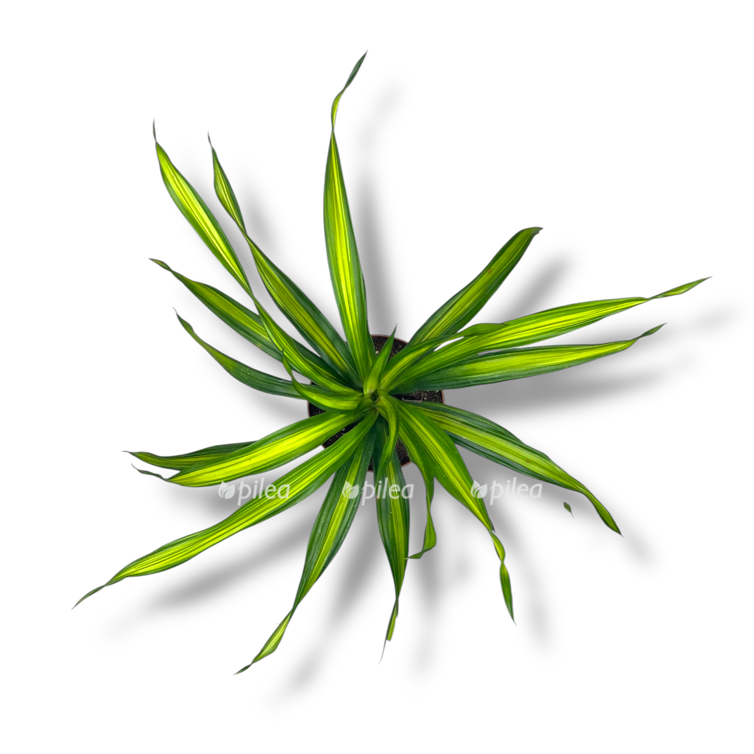 dracena fragrans riki