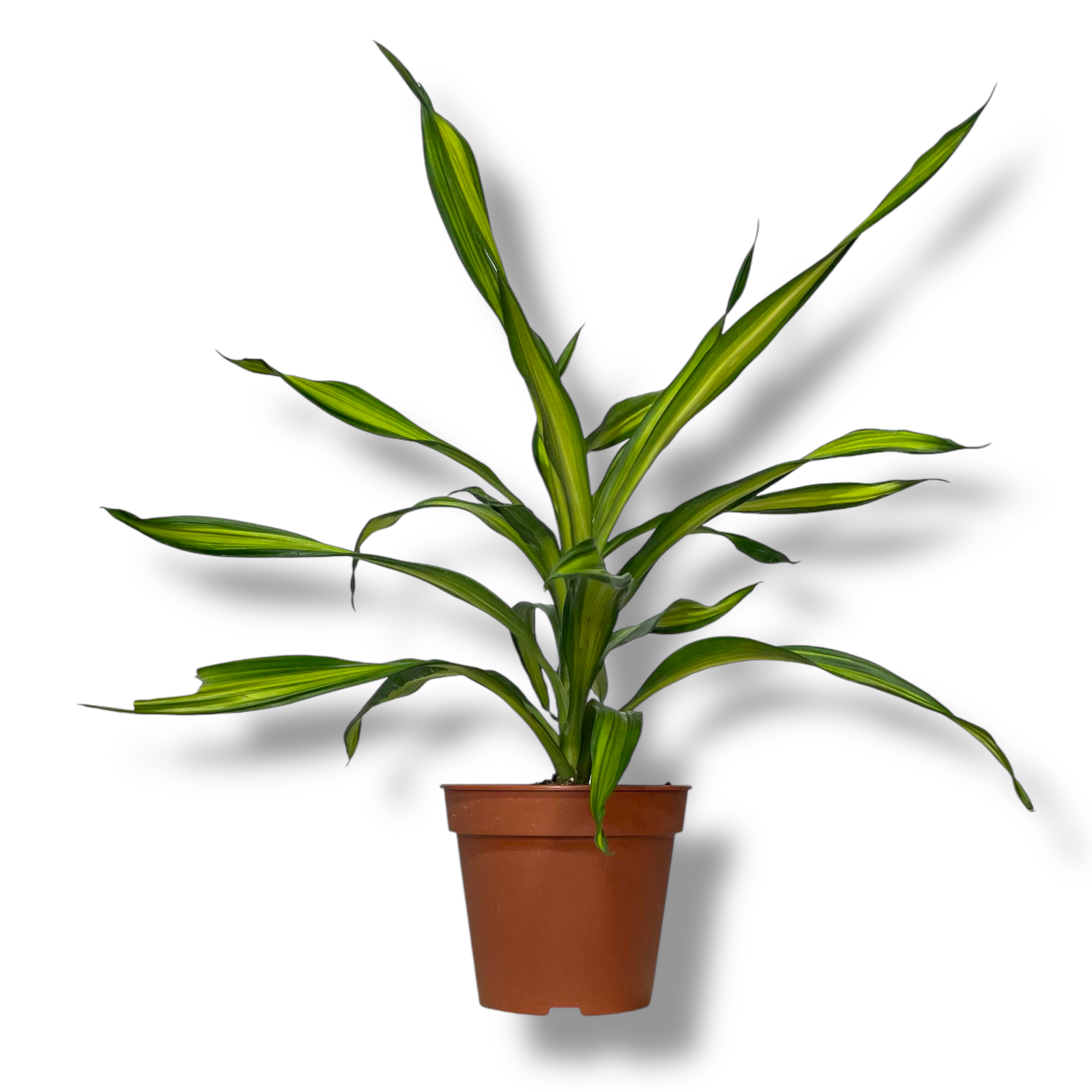 dracena fragrans riki