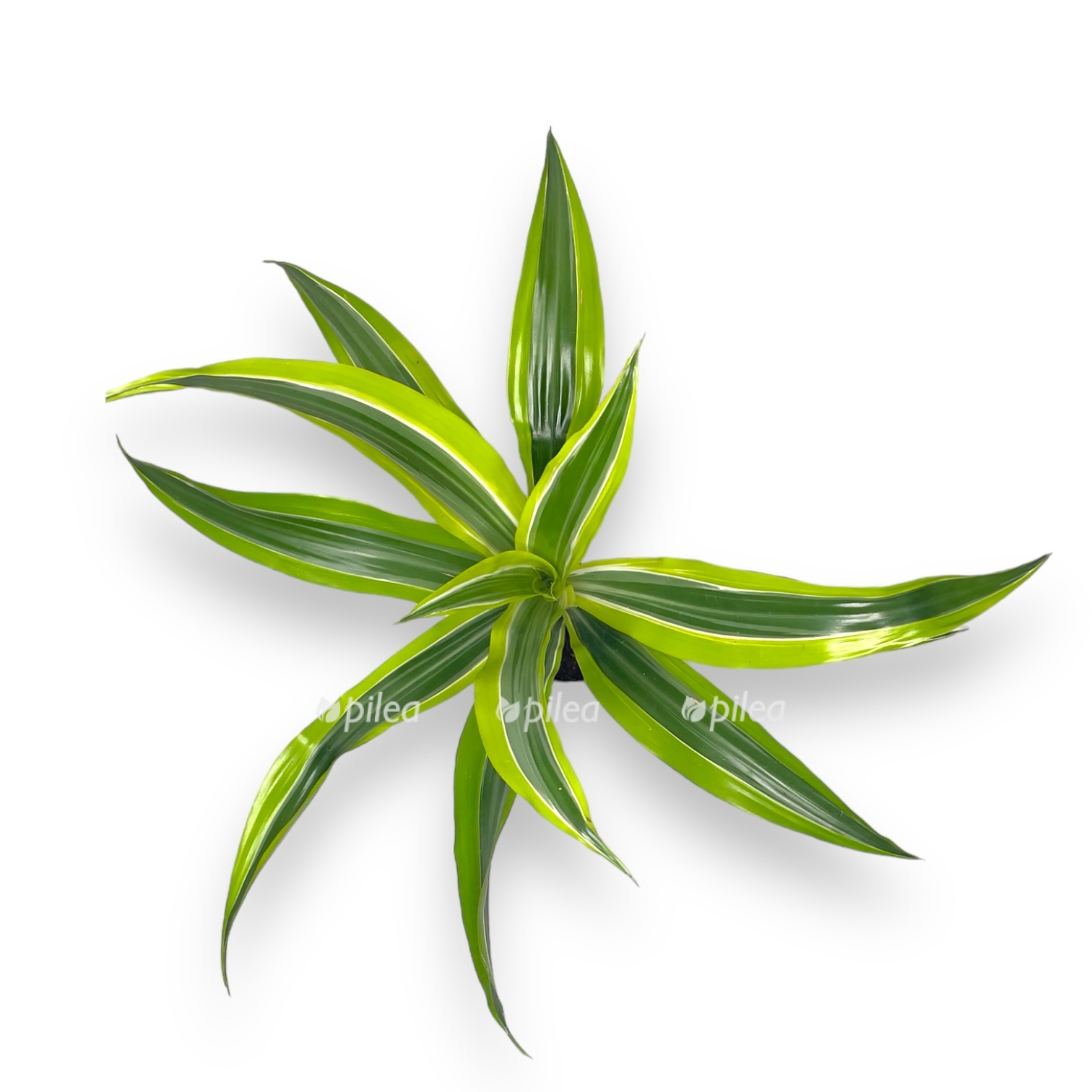 dracena fragrans syurpriz 2