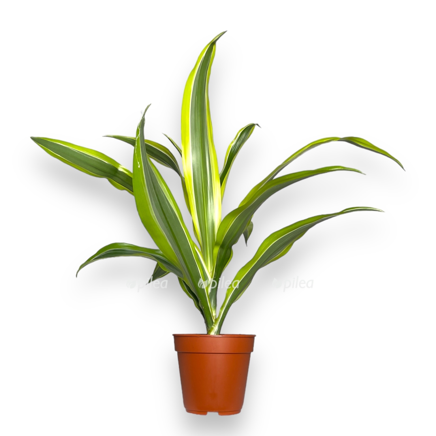 dracena fragrans syurpriz