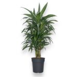 dracena fragrans ulises branch e1729510078909