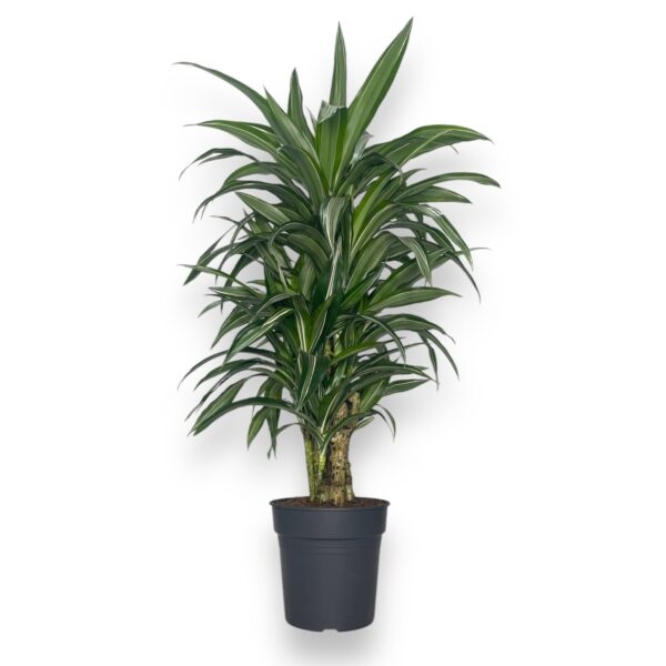 dracena fragrans ulises branch e1729510078909