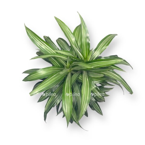 dracena fragrans ulises branch e1729510094330