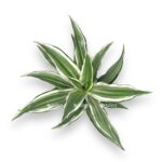 dracena fragrans vajt strajp