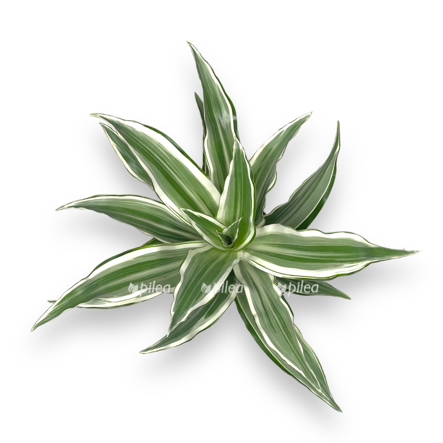 dracena fragrans vajt strajp