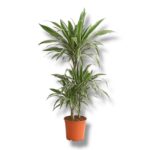 dracena fragrans vajt strajp 3 stvola