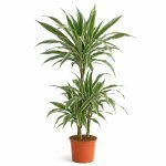 dracena fragrans vajt strajp 3 stvola 2