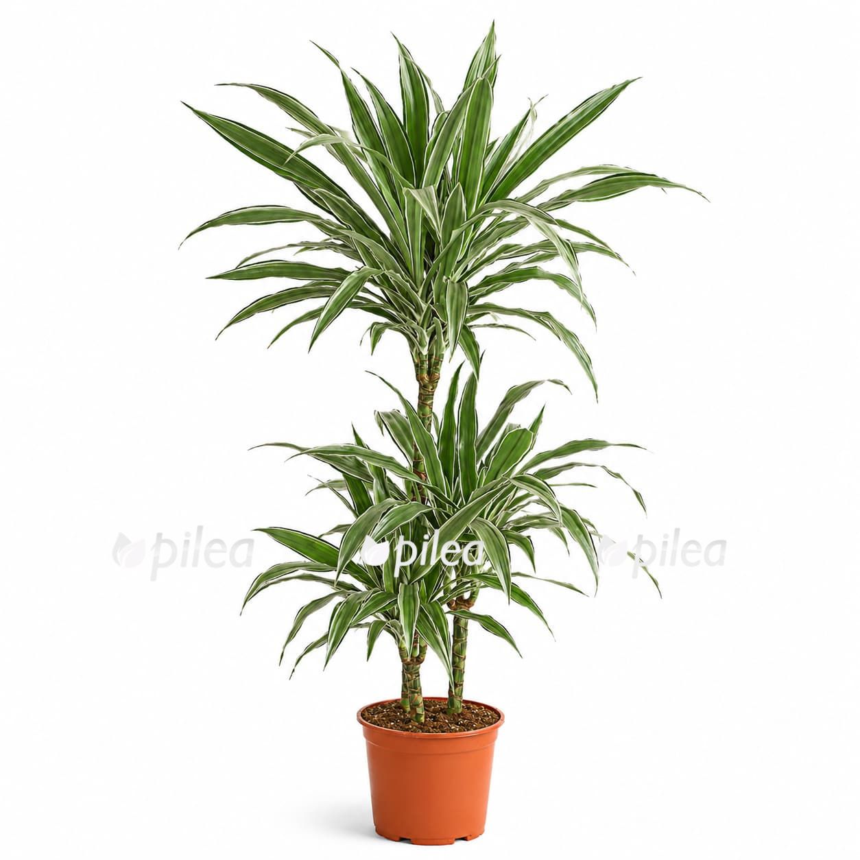 dracena-fragrans-vajt-strajp-3-stvola dracena fragrans vajt strajp 3 stvola 2