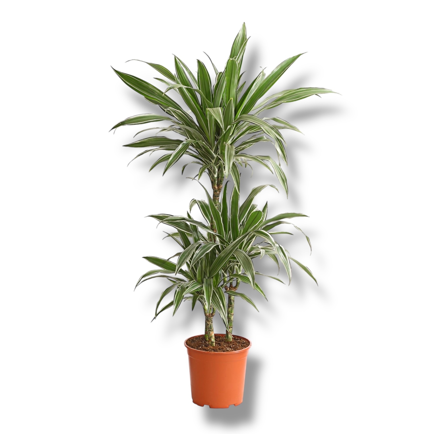 dracena fragrans vajt strajp 3 stvola