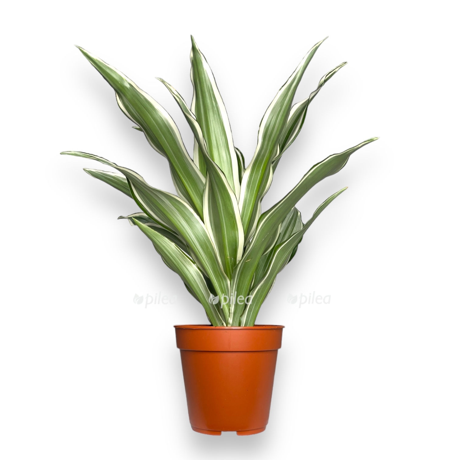 dracena fragrans vajt strajp