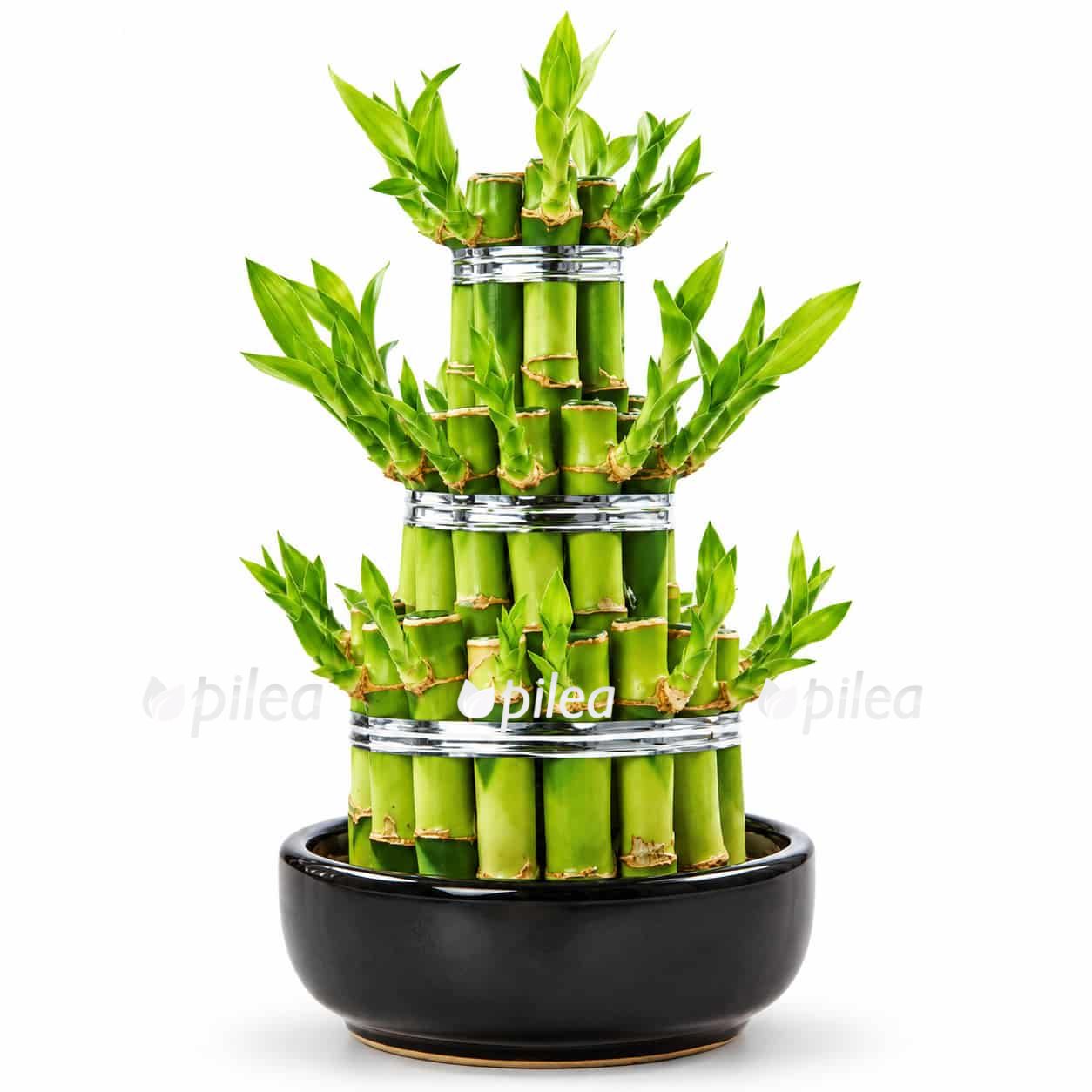 dracena lakki bambuk v keramike 1