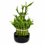 dracena lakki bambuk v keramike
