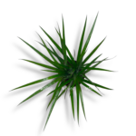 dracena marginata