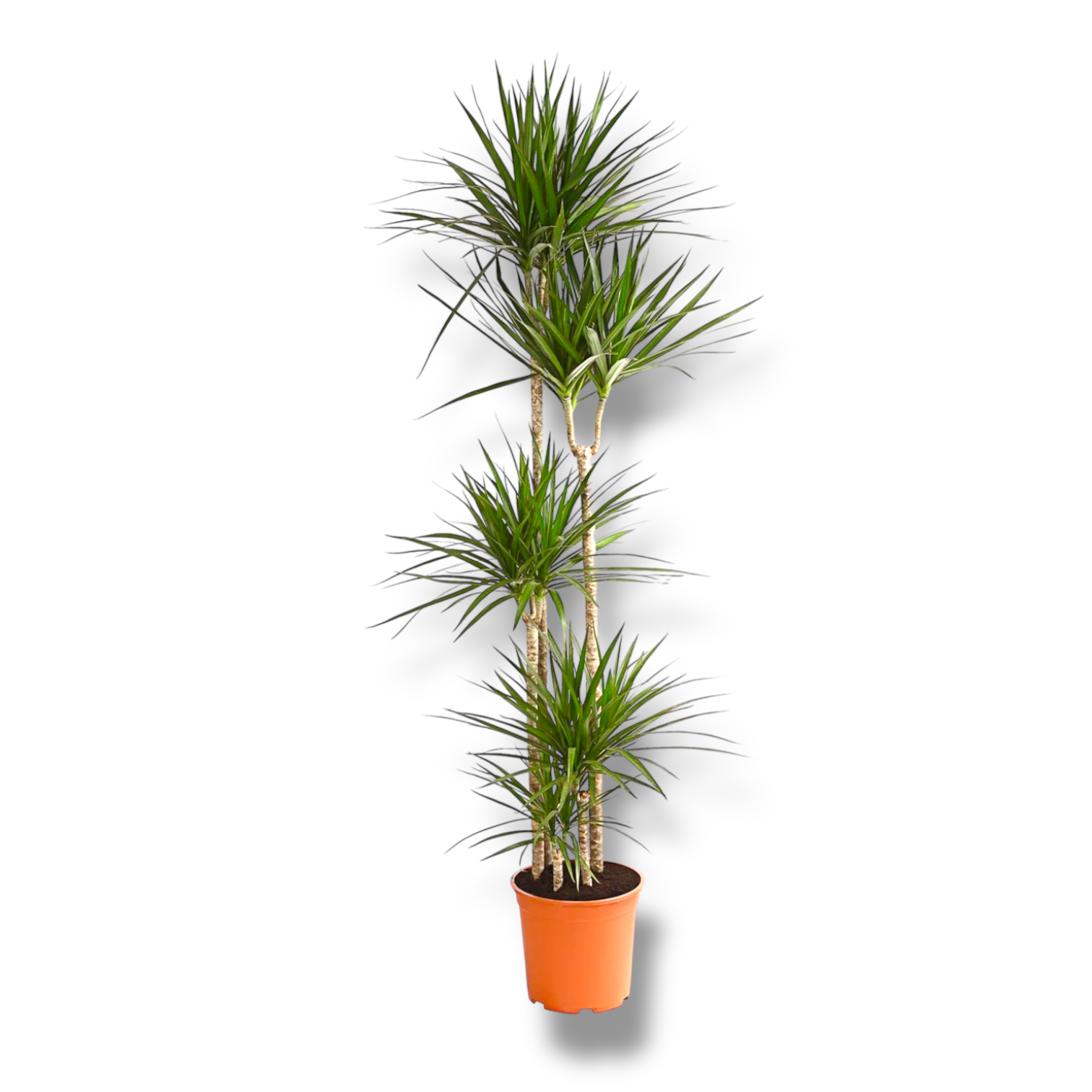 dracena-marginata-3-stvola-.png dracena marginata 3 stvola