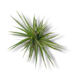 dracena marginata bikolor
