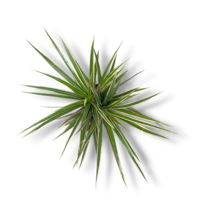 dracena marginata bikolor