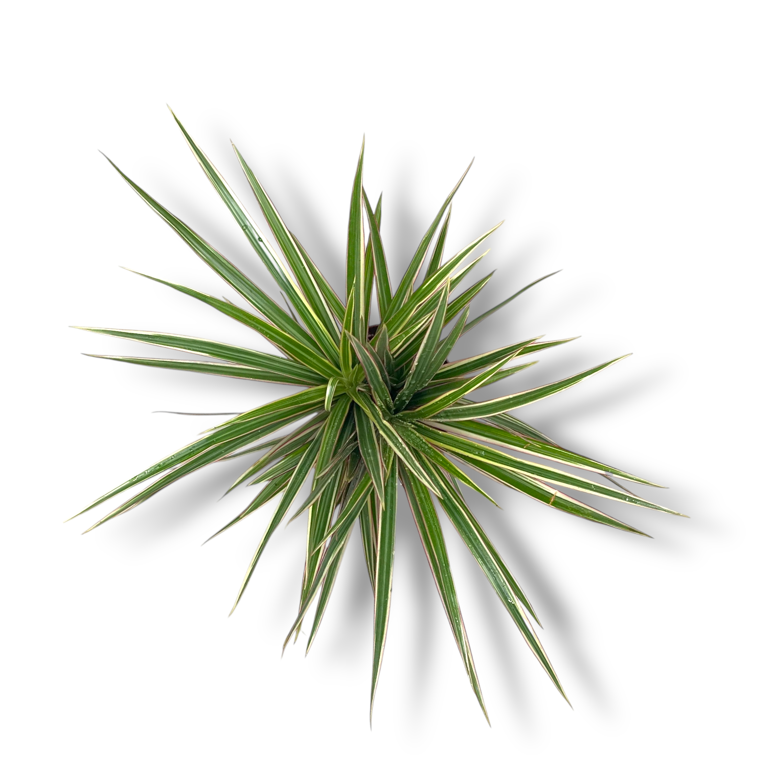 dracena marginata bikolor