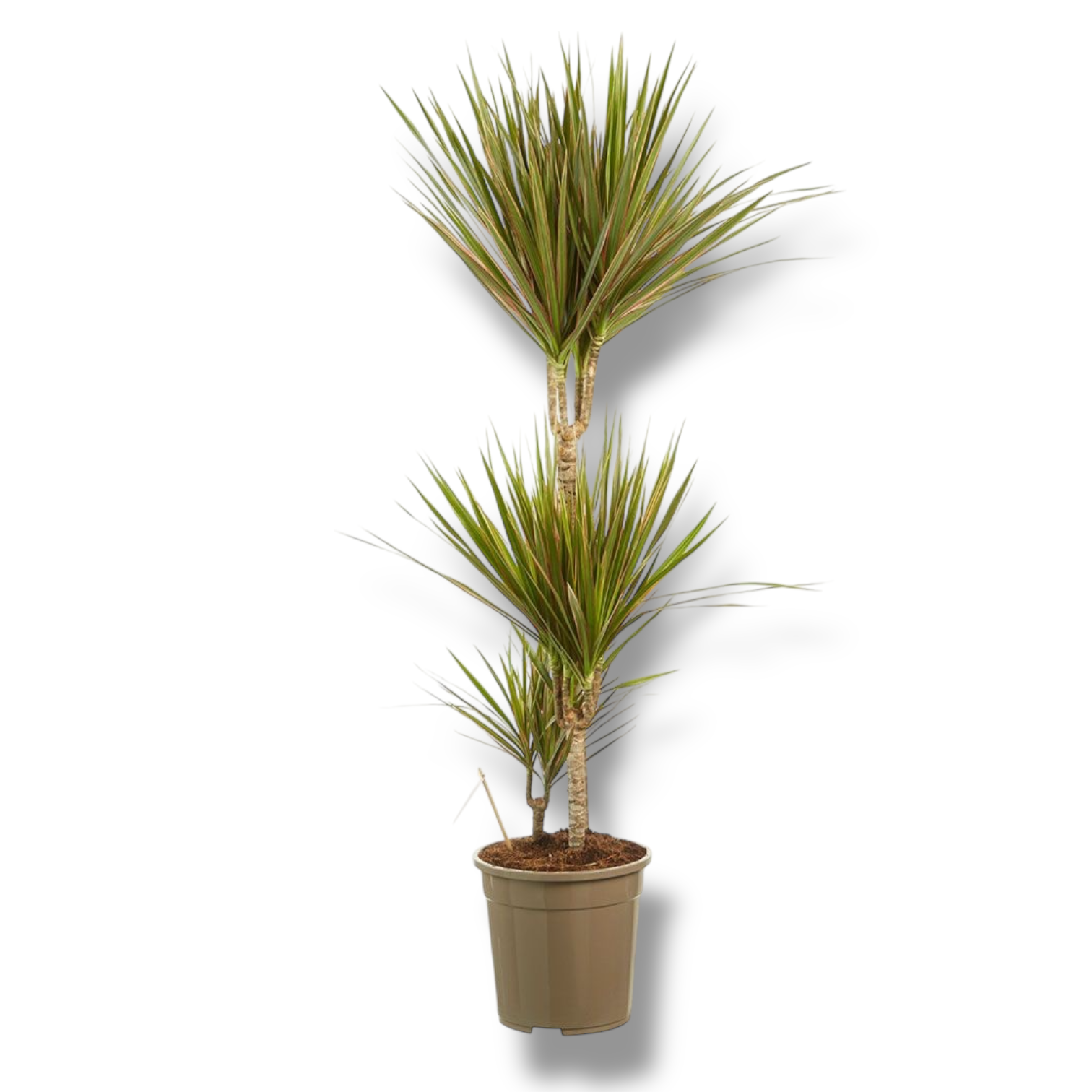 dracena marginata bikolor 3 4 stvola