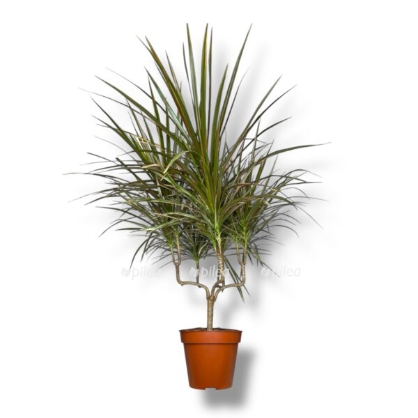 dracena marginata bikolor podsvechnik e1739077041203
