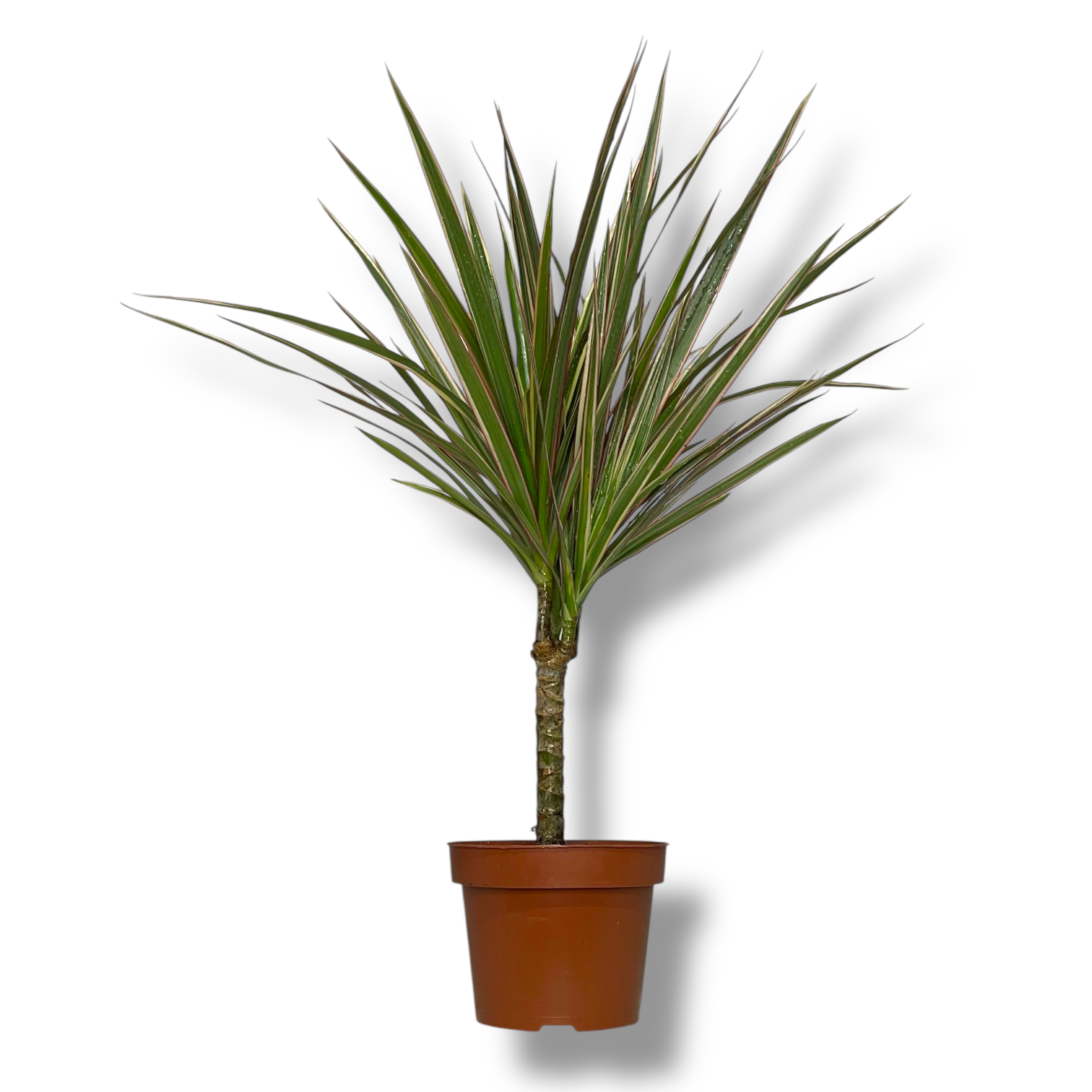 dracena marginata bikolor