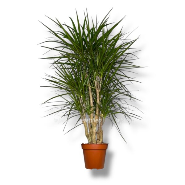 dracena marginata branch 1 e1739076695514