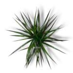dracena marginata madzhenta