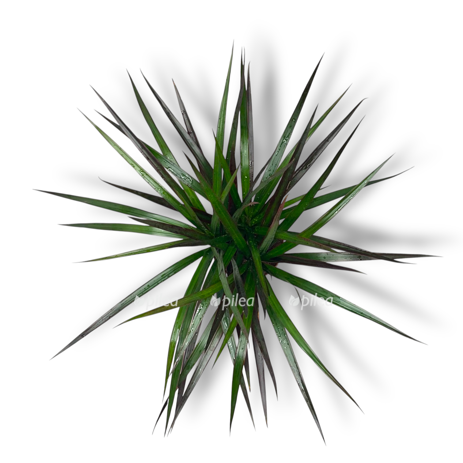 dracena marginata madzhenta