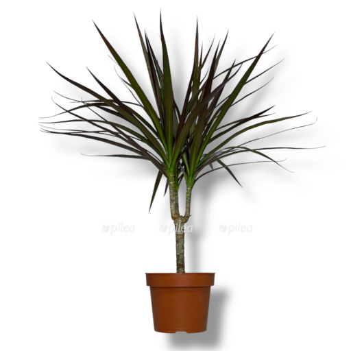 dracena marginata madzhenta e1769271540701