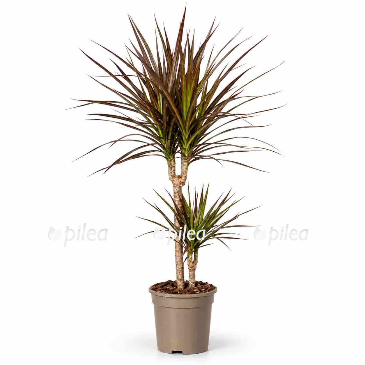 dracena marginata magenta 2 stvola