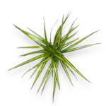 dracena marginata sanrej
