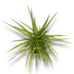 dracena marginata sanrej 2