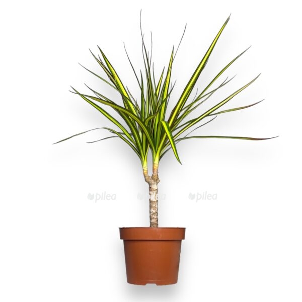 dracena marginata sanrej e1739475070359