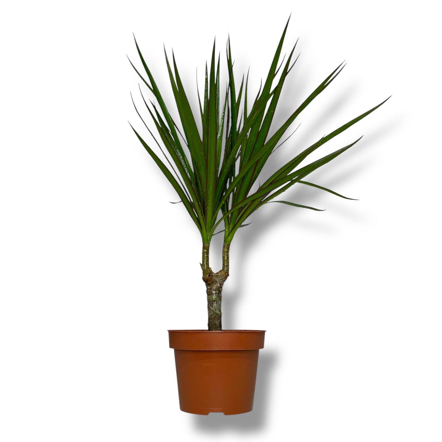 dracena marginata